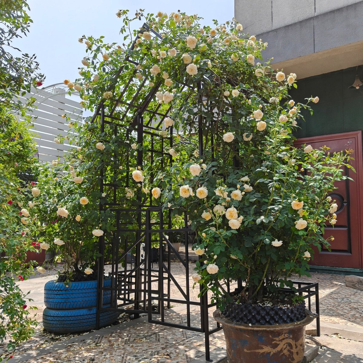 Metal Garden Arch with Gate W58.07*H97.24 Climbing Plants Support Rose Arch Outdoor Black - HomeDIYer