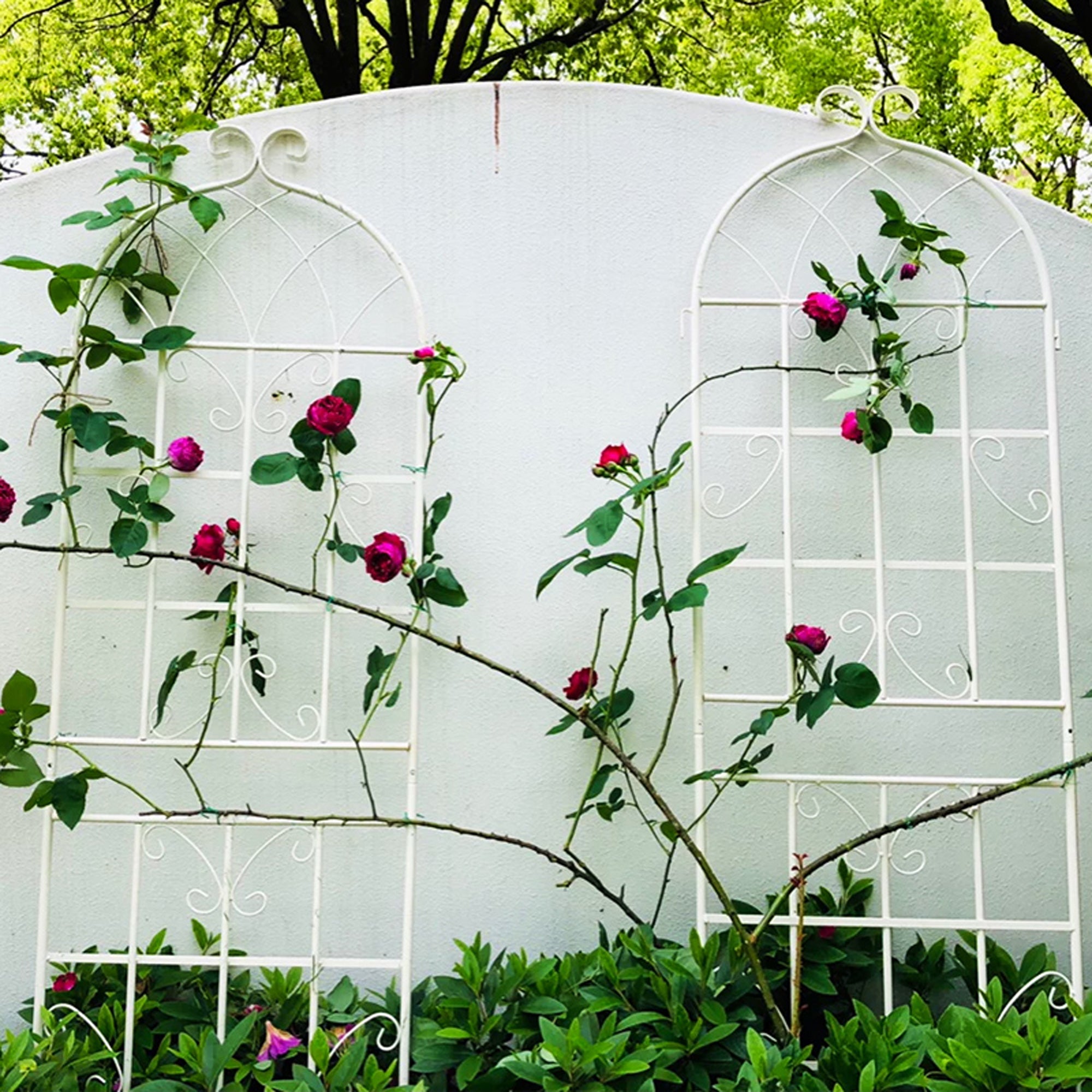 4 Pack Metal Garden Trellis 71" x 19.7" Rustproof Trellis for Climbing Plants Outdoor Flower Support Cream White