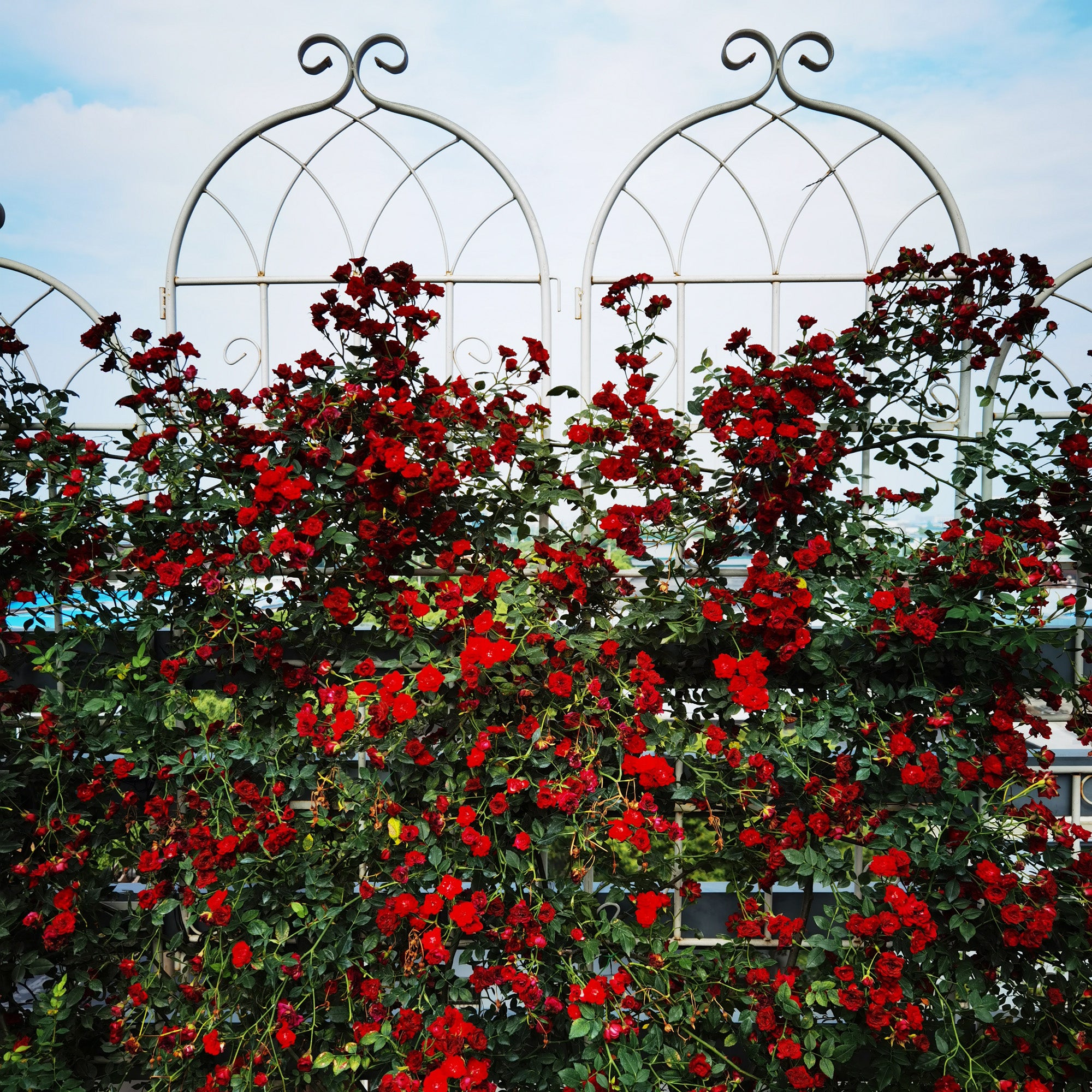 4 Pack Metal Garden Trellis 71" x 19.7" Rustproof Trellis for Climbing Plants Outdoor Flower Support Cream White