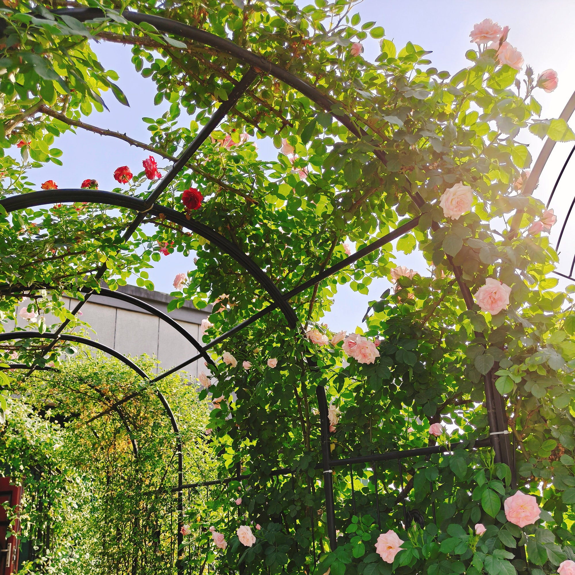 Metal Garden Arch with two plant stands 79.5'' Wide x 86.6'' High Climbing Plants Support Rose Arch Outdoor Black