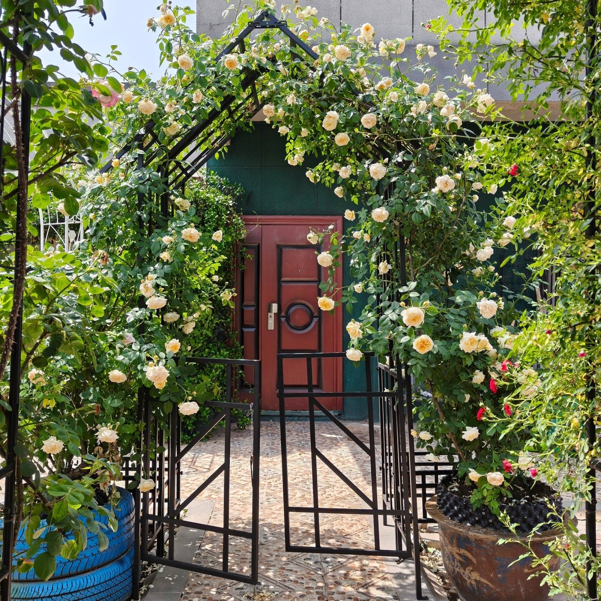 Metal Garden Arch with Gate W58.07*H97.24 Climbing Plants Support Rose Arch Outdoor Black - HomeDIYer