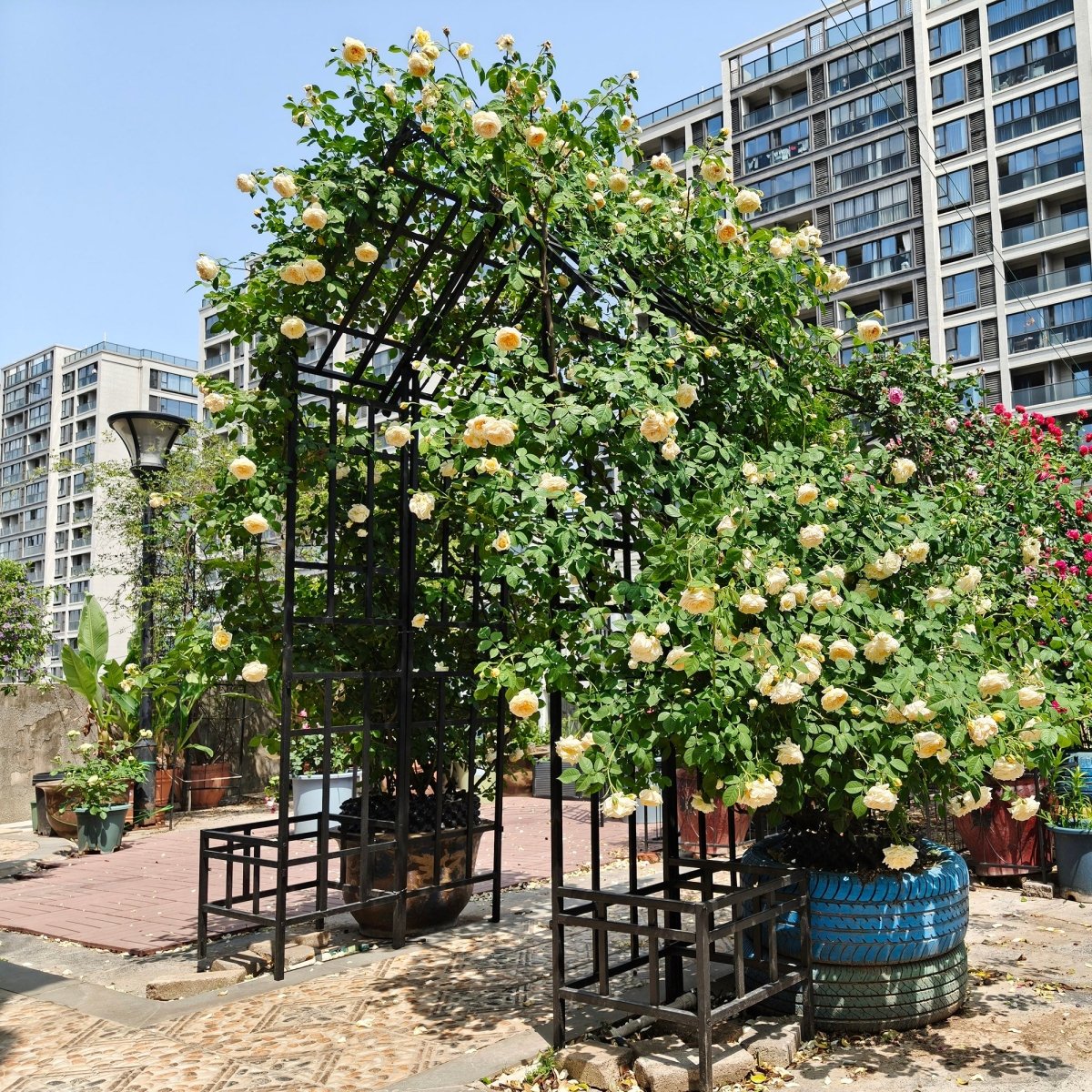 Metal Garden Arch with Adjustable Width W68.11''~W94.29'' Climbing Plants Support Rose Arch Outdoor Black - HomeDIYer