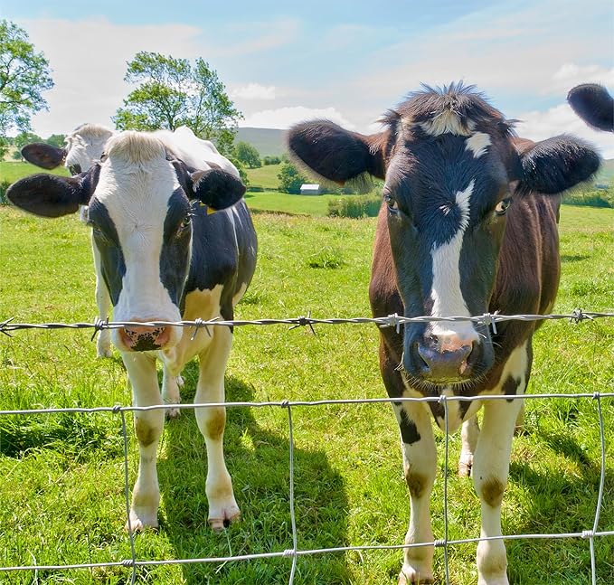 Farm Fence 5ft x 164ft 13Gauge Heavy Zinc Coating Cattle Fence,Galvanized Field Wire Fencing Deer Fence,Goat Fence,Hog Wire Fencing for Yard Livestock & Animals Protection - HomeDIYer