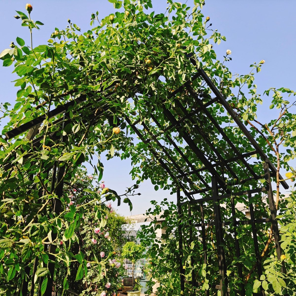 Metal Garden Arch with Adjustable Width W68.11''~W94.29'' Climbing Plants Support Rose Arch Outdoor Black - HomeDIYer