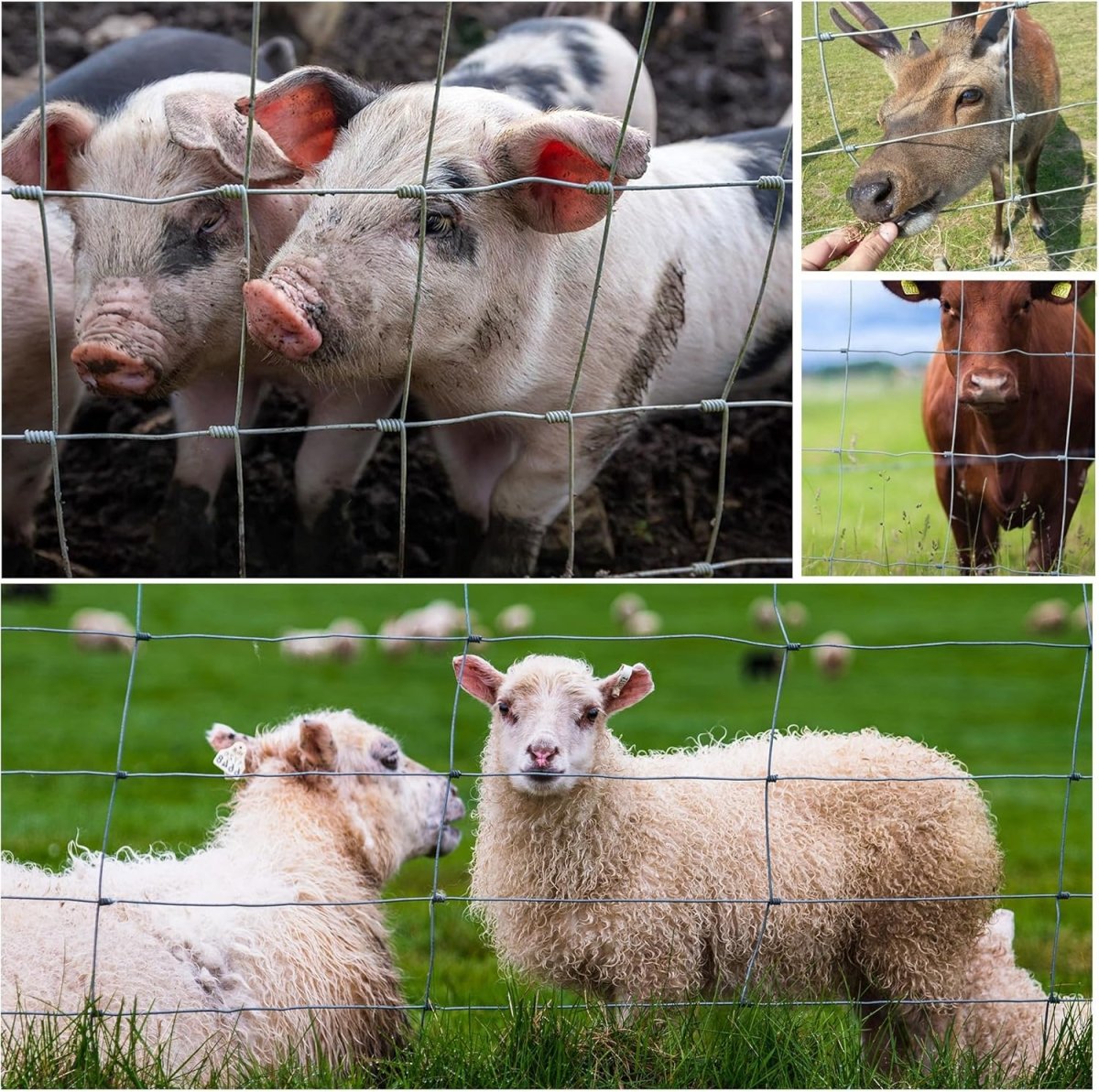 Farm Fence 5ft x 164ft 13Gauge Heavy Zinc Coating Cattle Fence,Galvanized Field Wire Fencing Deer Fence,Goat Fence,Hog Wire Fencing for Yard Livestock & Animals Protection - HomeDIYer